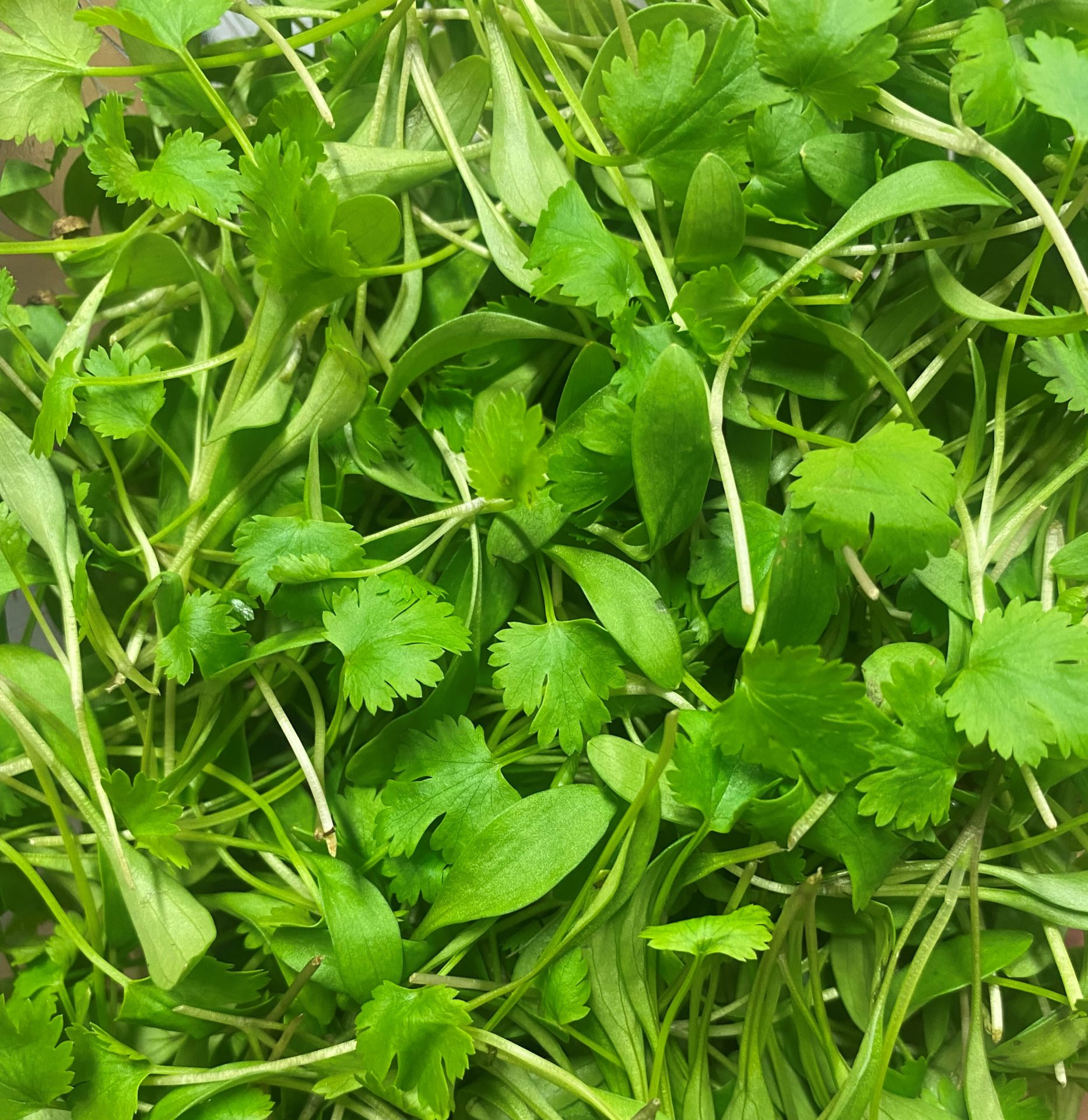 Micro Coriander - Approx 30g - Kerry's Fresh